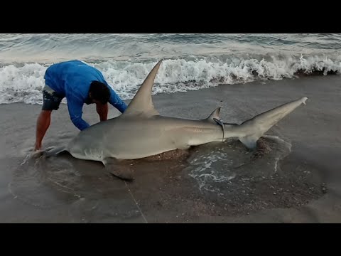 Land based shark fishing and surf fishing for big fish