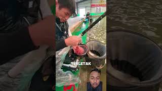 Download lagu Unique Galatama fishing?!! #fish #fishing #fishingmania #catfish #fishing mp3 Download lagu Unique Galatama fishing?!! #fish #fishing #fishingmania #catfish #fishing mp3