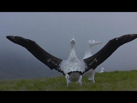 Winged Migration (2001) - The Mating Dance