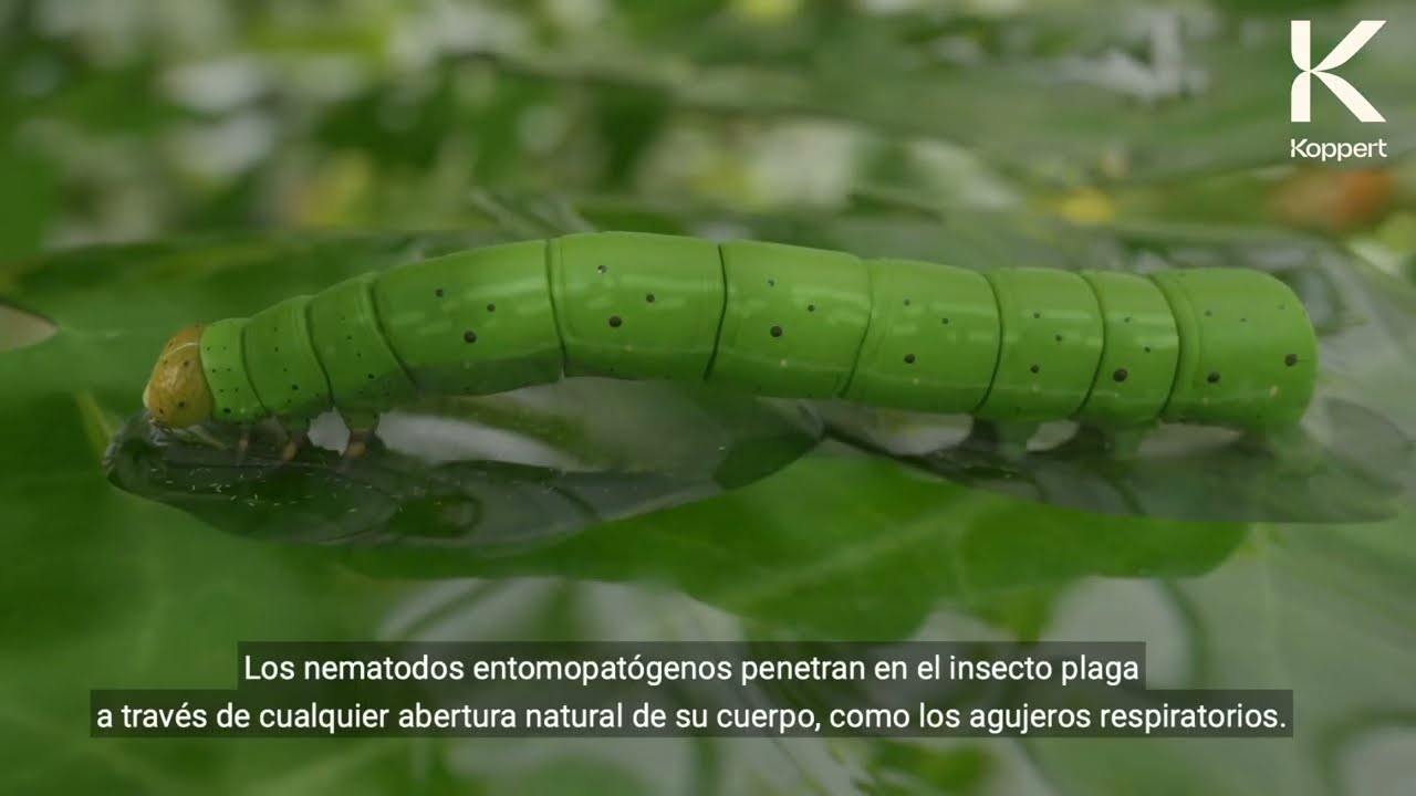 Video preview poster