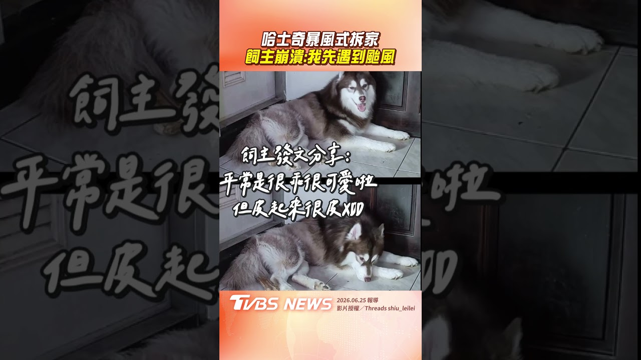 影音／哈士奇「暴風式拆家」超慘　飼主崩潰：我先遇到颱風？