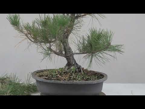 JAPANESE BLACK PINE IN FALL 2020 #5