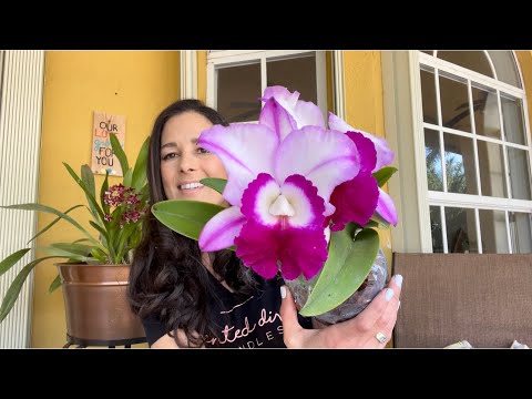 Orchid Unboxing, Birthday Box, Carmela Orchids