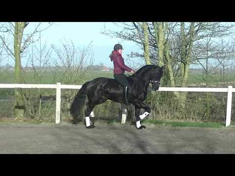 Stal Okkema's Bink v. Bartele gelding 2016