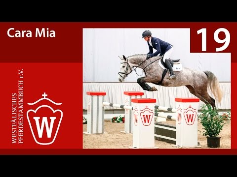 19 Cara Mia  Stute v. Comme il Faut - Spartan