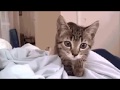 Tai Chi Sparring Lesson From Cat Preview Tai Chi Ray