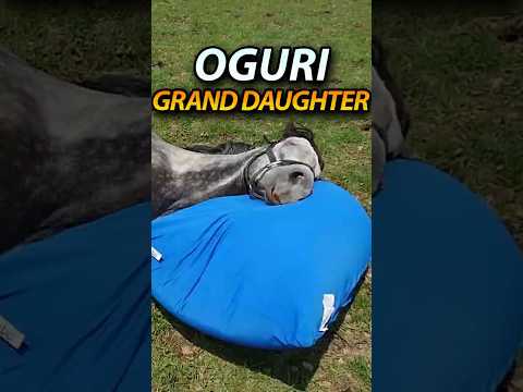 Meet Ready Aiko: Oguri Cap’s Granddaughter 🐴