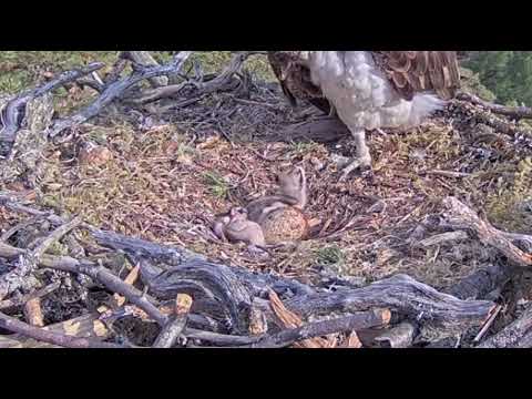 Littlest Loch Arkaig Osprey chick falls over and struggles to right itself 3 Jun 2022 (zoomed)