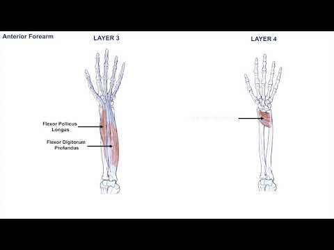 Anatomy of the Forearm - Muscles and Tendons - Lesson 1