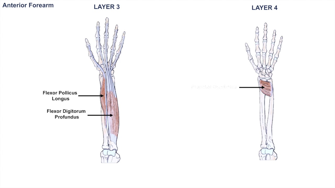 Anatomy of the Forearm - Muscles and Tendons - Lesson 1 - YouTube