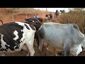 Tirando Leite Das Vacas No Curral Pela Manhã Belinha Quase Tomou Um Coice