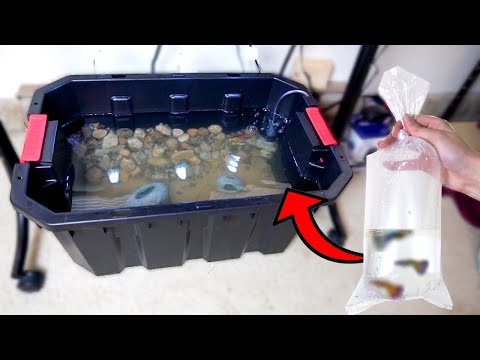 *NEW* DIY Indoor MINI POND W/ COLORFUL FISH!! (CHEAP AND EASY)
