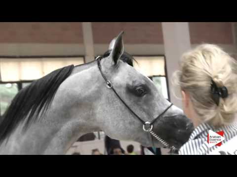 N.33 HEBA ALBEDEIA - Milan 2016 - Fillies 3 years old (Class 3)