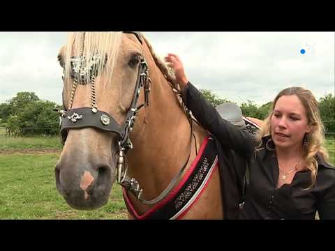 , title : 'Les élevages insolites en Limousin : le cheval lusitanien'