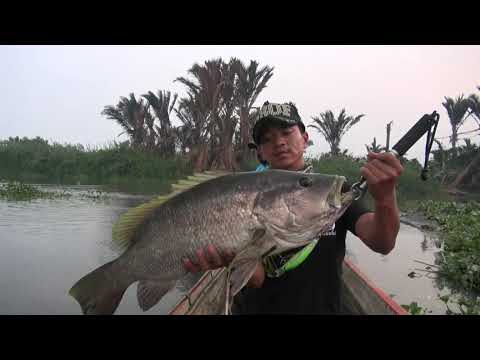 GONG LEI - Excellent Performance with DUO Fang Ops minnow 120DR