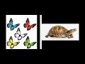 Butterflies Turtles