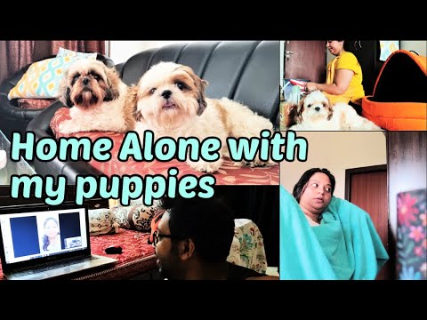 Puppies are missing their dad | Home alone with my puppies Video