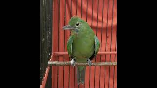 Download lagu Cucak Ijo Betina Jamtrok mp3