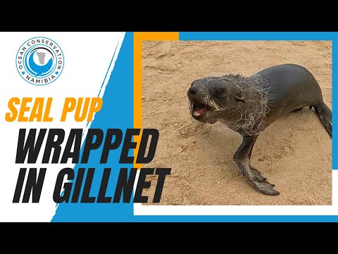 Gill Net Wrapped Around Baby Seal