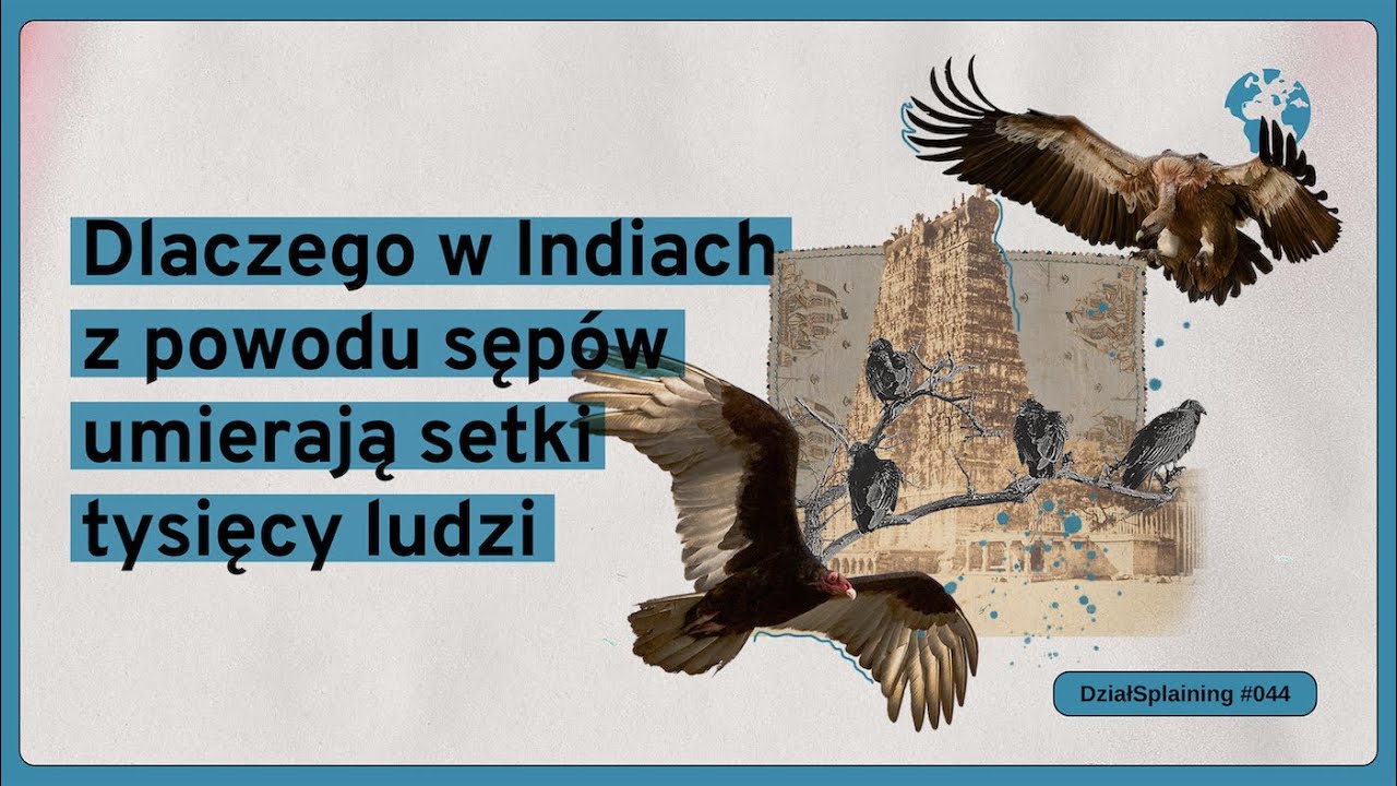 Dlaczego w Indiach z powodu sępów umierają setki tysięcy ludzi (DziałSplaining#044)