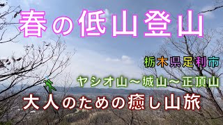ヤシオ山・城山　春山登山！低山ハイキング！淡いピンクのアカヤシオの花に癒される！栃木県足利市【山と音楽　m♪し音】