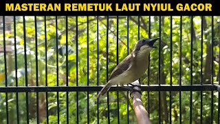 Download lagu Pancingan burung remetuk laut (SIUR) bahan jantan betina agar cepat bunyi nyiul nyuling GACOR lot mp3 Download lagu Pancingan burung remetuk laut (SIUR) bahan jantan betina agar cepat bunyi nyiul nyuling GACOR lot mp3