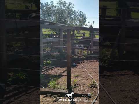 Excelente Oportunidade #umpénaroça