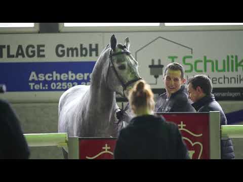 Crime is Colin - 3j H von Cornet Obolensky x Acobat II x Cassini I