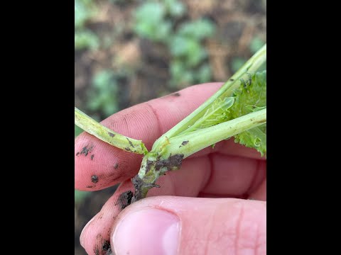 Feldexkursion 204: Raps im Herbst - N.U. Agrar GmbH, 30.09.2021