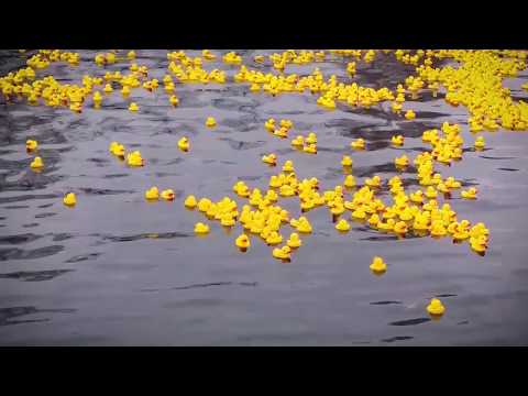 Ankanuitto/Rubber Duck Race of Valkeakoski 2018