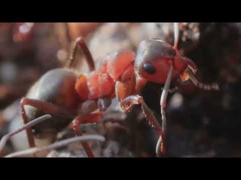 Ants Survive Microwaves