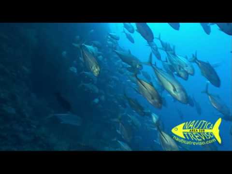 SHARKS IN SUVADIVA - SOUTH MALDIVES - Nautica Treviso .mp4