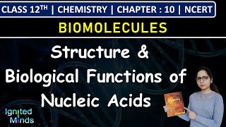 Class 12th Chemistry | Structure & Biological Functions of Nucleic Acids | Chapter 10: Biomolecules