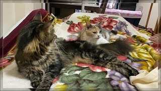 【ウンポヨ】就寝前の、のんびりタイム【猫ねこ】