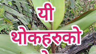 बान्तावा राई भाषामा यी कुराहरुको बारेमा आज जान्ने छौ Bantawa Rai Word meaning