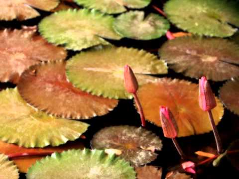 MUDREMUDRE MAI  | POLICE.P.R