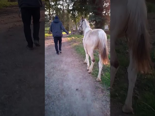 Magnifique poulain d'un an WPB pie isabelle 150-155 cm 