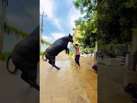 #bull entri style #bheem bull #murrah breed #murrah king #malik dairy farm karnal haryana #jhota