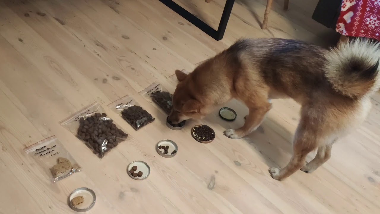 Wybór karmy dla psa