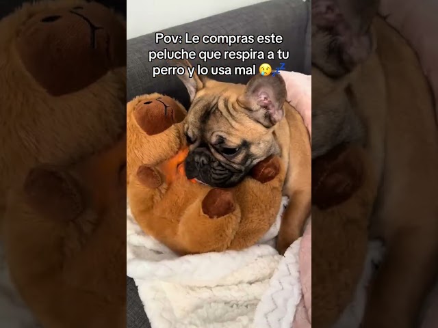 Vídeo relacionado con de cachorro interactivo genérico | de cachorro eléctrico suave que empaña y caminata | Perro de peluche - Regalo para adultos enamorados Cumpleaños San Valentín
