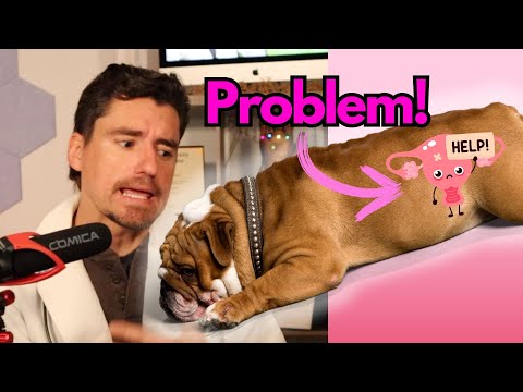 How a Vet fixes a bad uterus or Pyometra.
