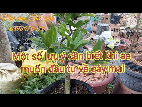 Đầu tư mai giống gì và cây như thế nào để chơi lâu dài