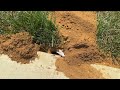 Cicada Killer Wasp Burrow Along Businesses Walkway in Mantoloking, NJ