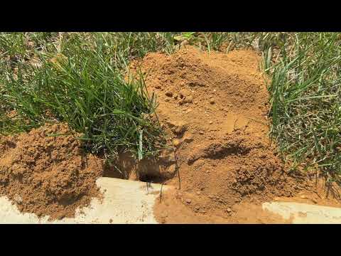 Cicada Killer Wasp Burrow Along Businesses Walkway in Mantoloking, NJ