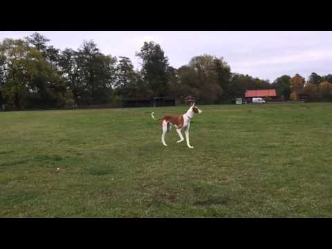 Yellow Eyes Poison  - Podenco Ibicenco