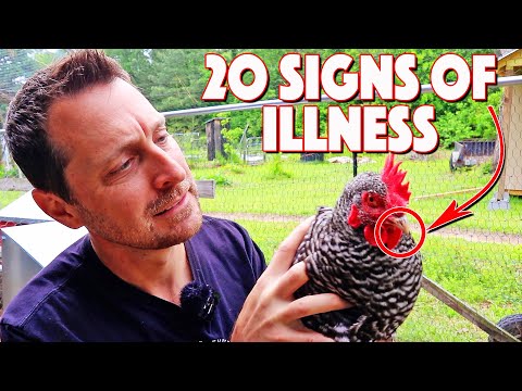 20 Signs That Your Chicken Is Sick. You Need To Know Them ALL!