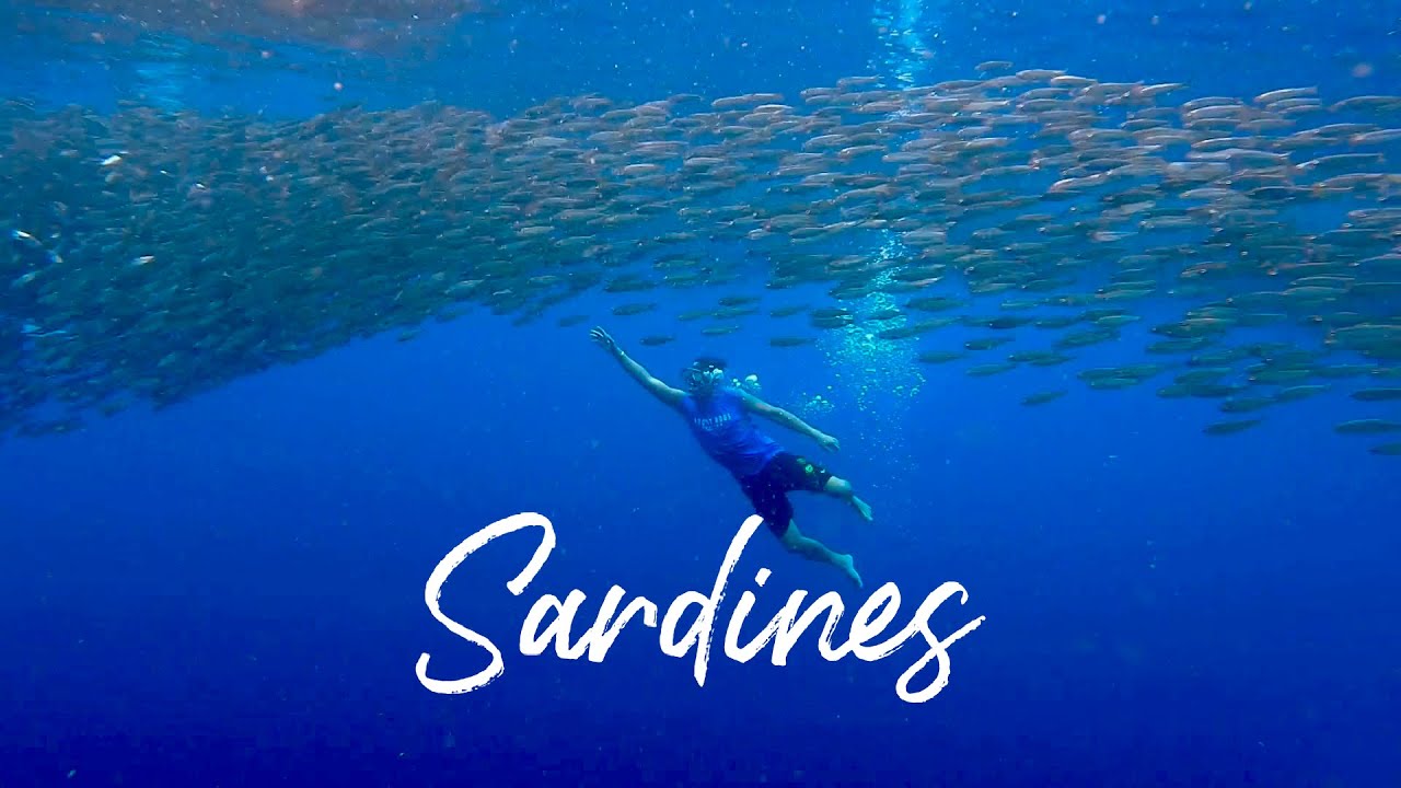 Experience the underwater world with Molave Cliff Diving adventure.