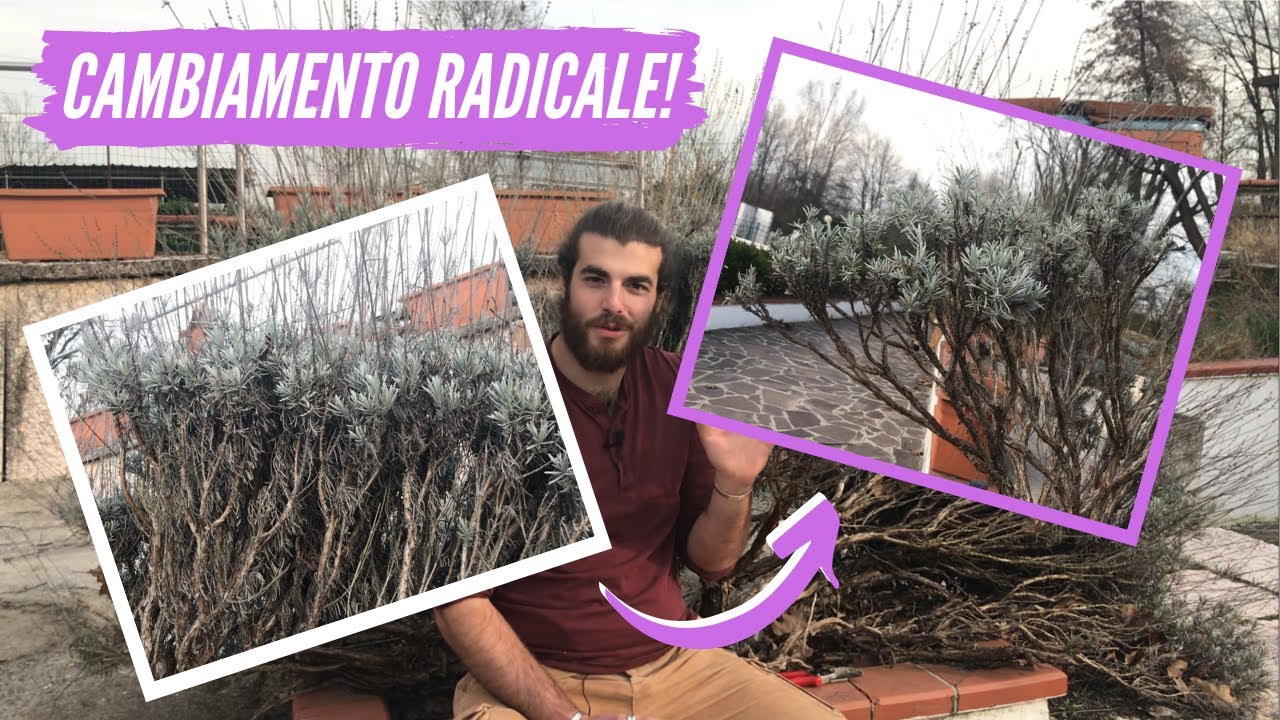 Potatura di RIFORMA della LAVANDA