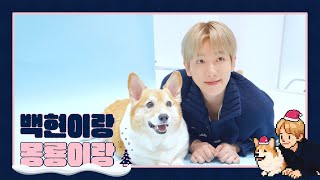 Download lagu 🎄🐶백현이랑 몽룡이랑🐶🎄｜백현 (BAEKHYUN) mp3