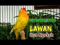 LOVEBIRD BETINA FIGHTER Ngetik Ngekek GAK MAU DIAM MEMANCING EMOSI BIKIN LAWAN IKUT NGEKEK